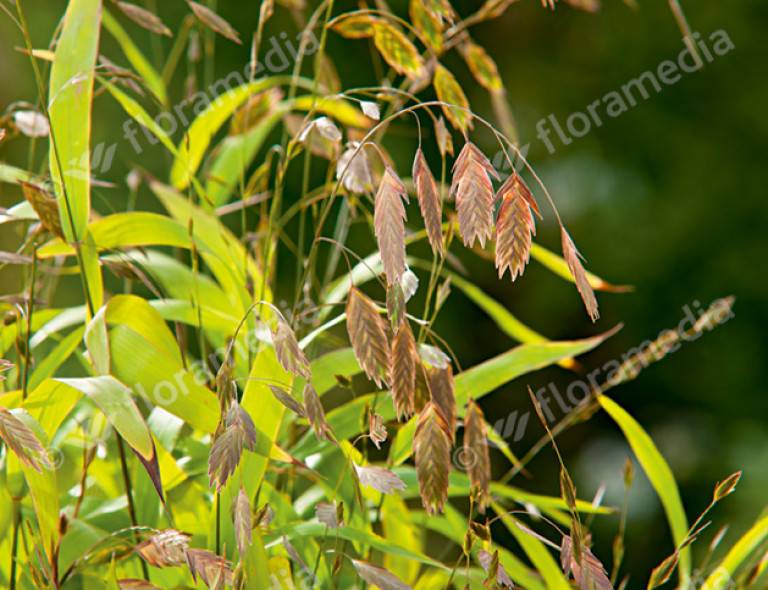 Chasmantium latifolium