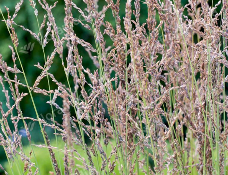 Molinia caerulea 'Heidezwerg'