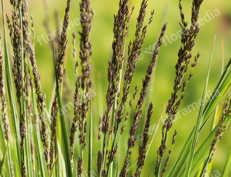 Molinia caerulea 'Moorhexe'