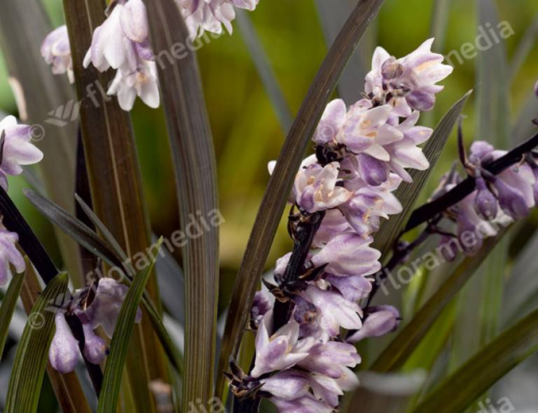 Ophiopogon planiscapus 'Niger'