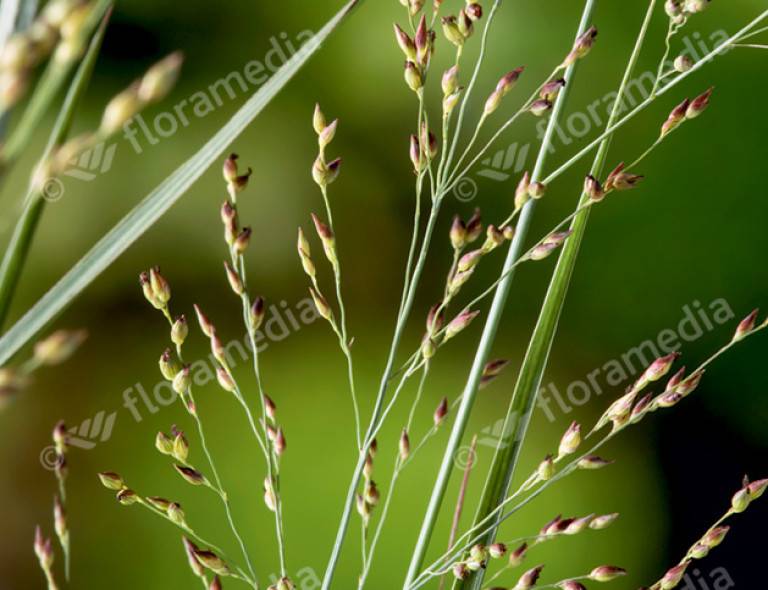 Panicum virgatum 'Heavy Metal'