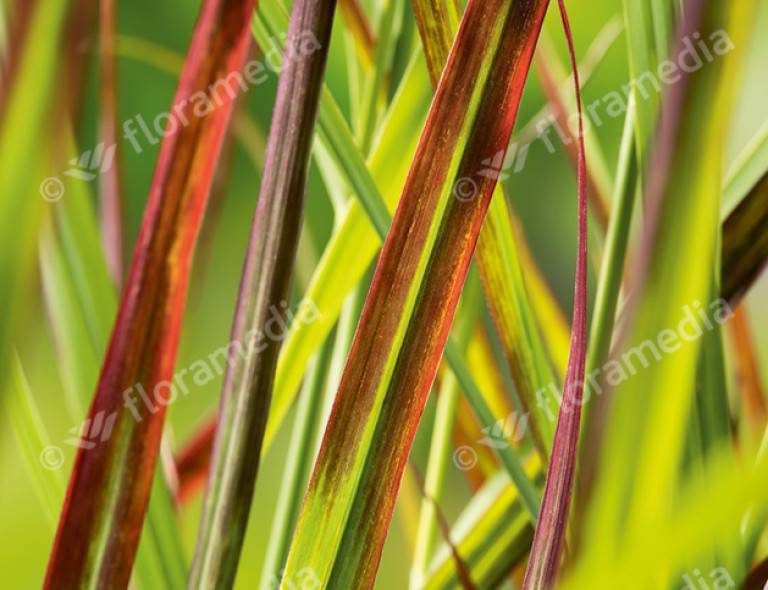 Panicum virgatum 'Rehbraun'