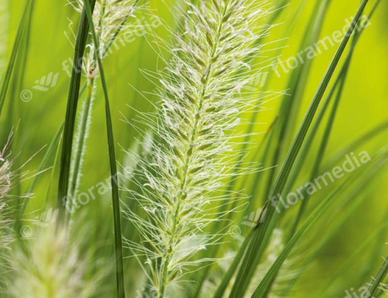 Pennisetum alopecuroides 'Hameln'