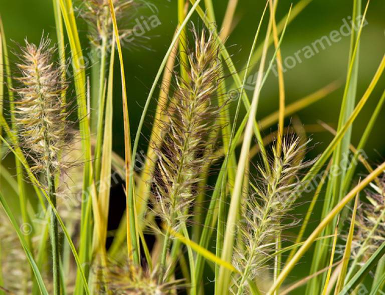 Pennisetum alopecuroides 'Lumen Gold' ®