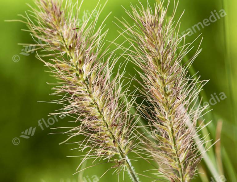 Pennisetum alopecuroides 'Little Bunny'