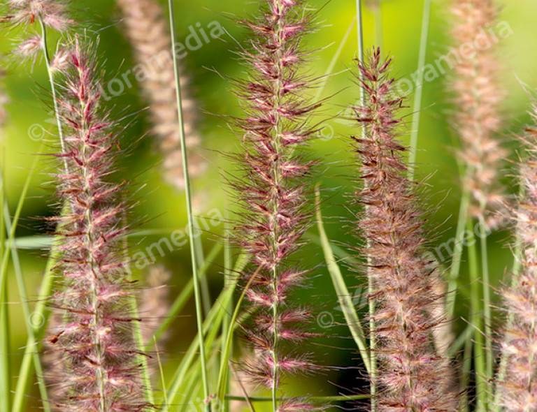 Pennisetum orientale 'Karley Rose'®