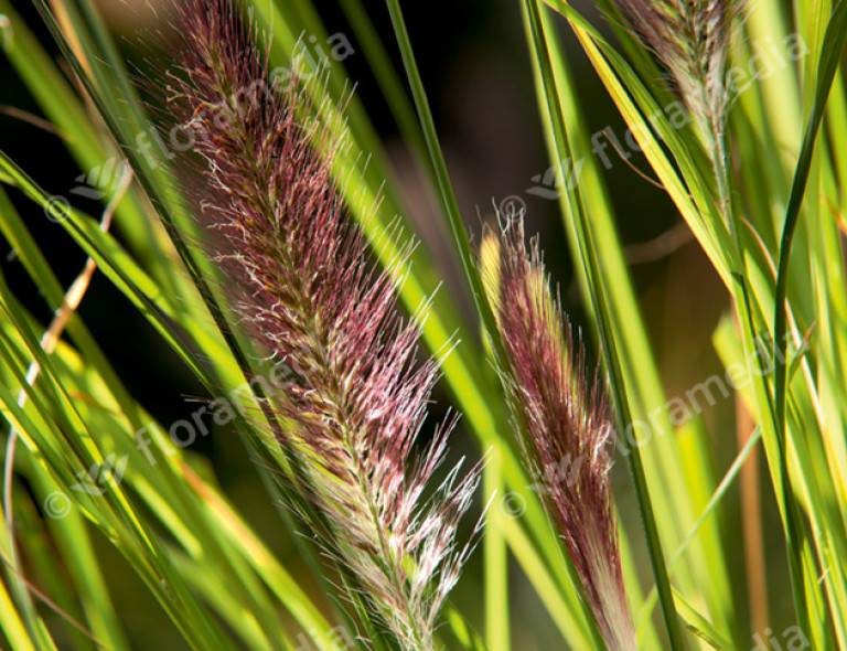 Pennisetum viridescens