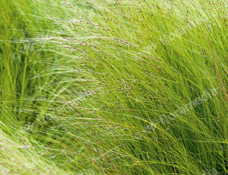 Stipa tenuifolia