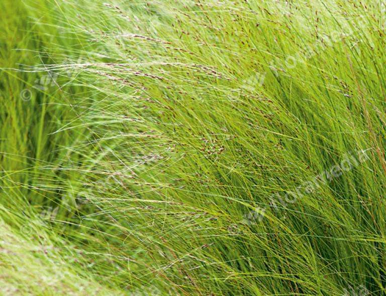 Stipa tenuifolia