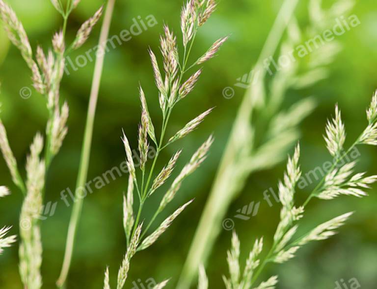 Calamagrostis acutiflora 'Avalanche'