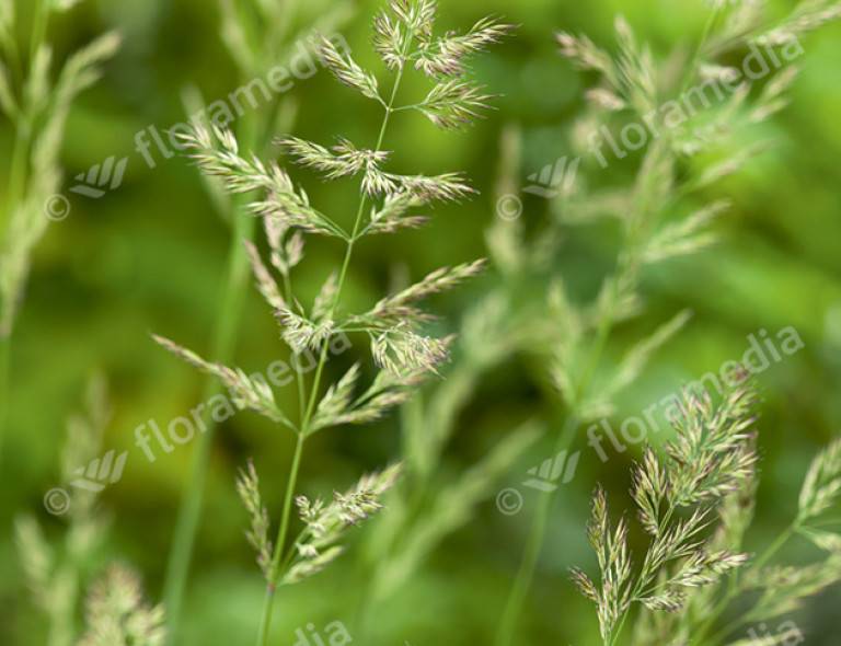 Calamagrostis acutiflora 'Karl Foerster'