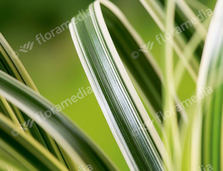 Carex 'Feather Falls'®