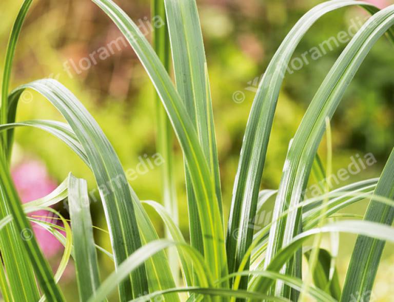 Carex 'Ribbon Falls'®