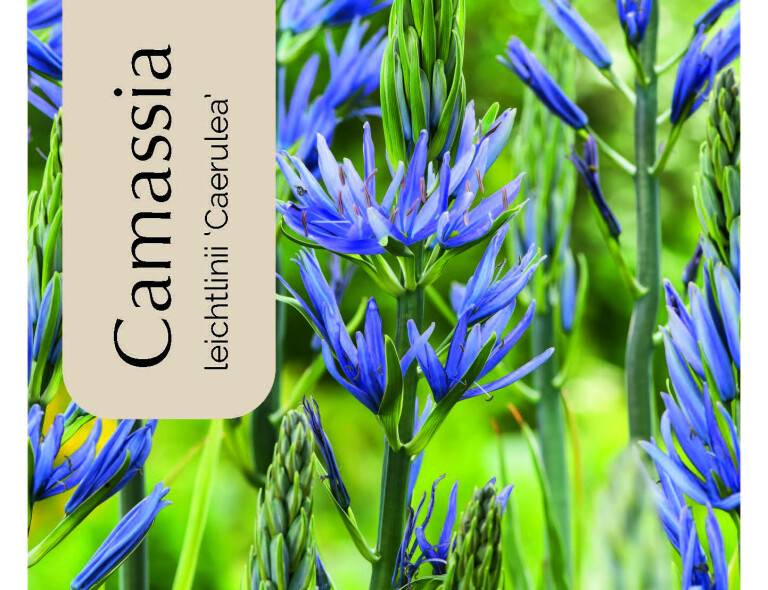 Camassia leichtlinii 'Caerulea'