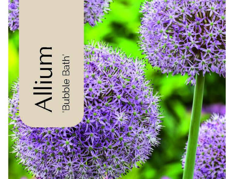 Allium 'Little Sapphire'®