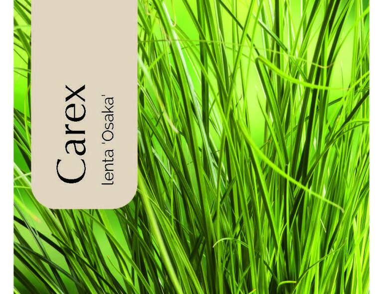 Carex lenta 'Osaka'