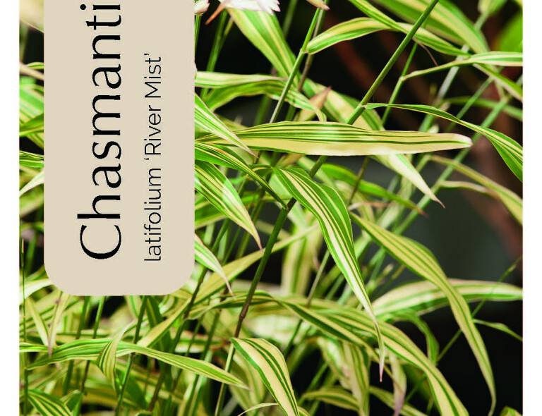 Chasmanthium latifolium 'River Mist'®