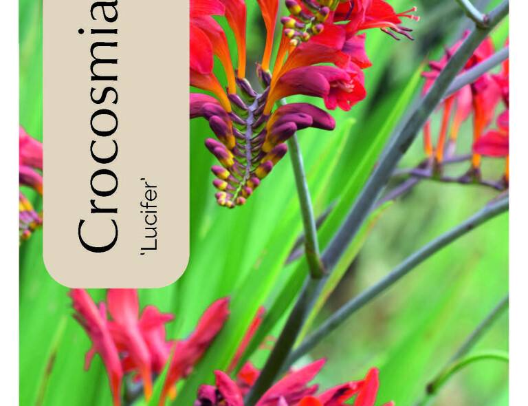 Crocosmia 'Lucifer'