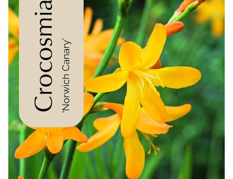 Crocosmia 'Norwich Canary'