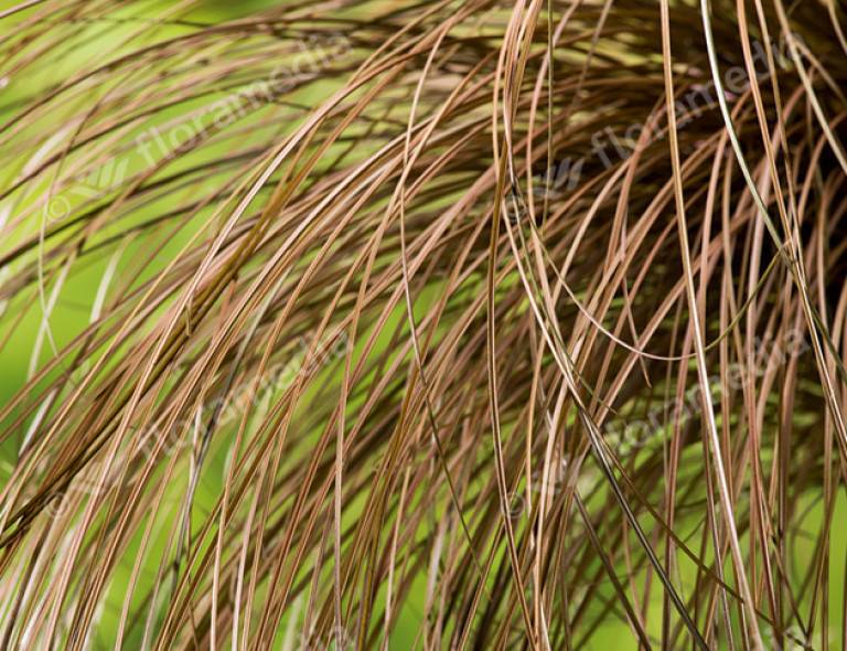 Carex comans 'Bronze Form'