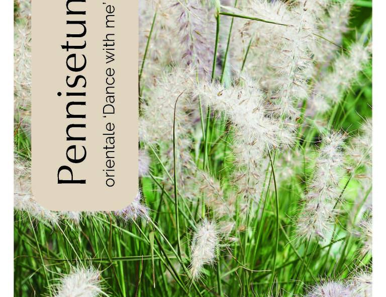 Pennisetum orientale 'Dance with me'®