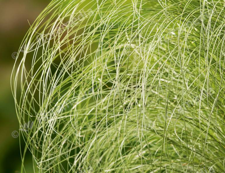 Carex comans 'Frosted Curls'