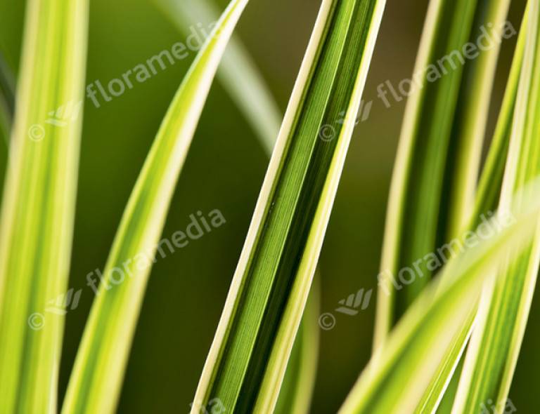 Carex morrowii 'Goldband'