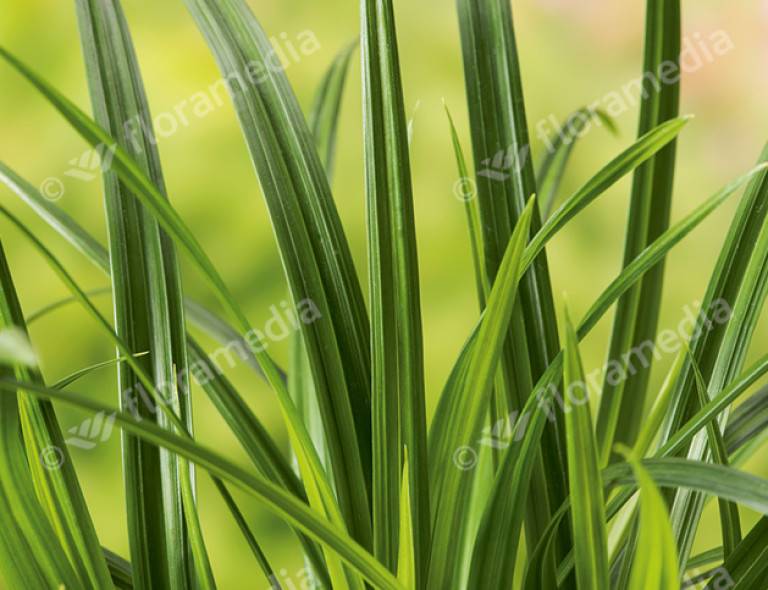 Carex morrowii 'Irish Green'