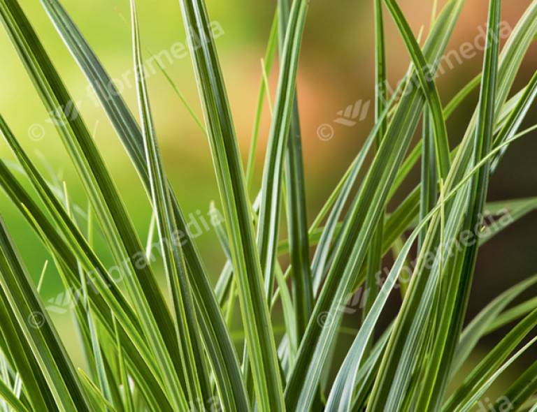 Carex morrowii 'Variegata'