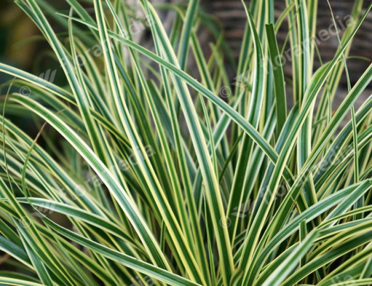 Carex oshimensis 'Evercream'®