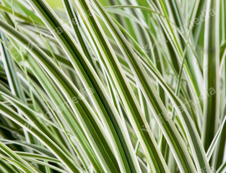 Carex oshimensis 'Everest'®