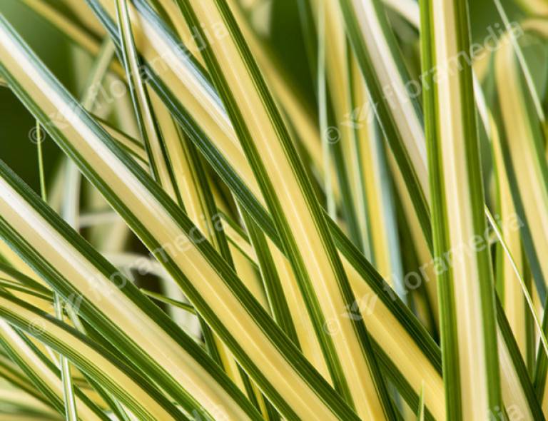 Carex oshimensis 'Evergold'