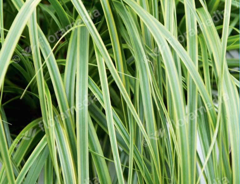 Carex oshimensis 'Everlime'®