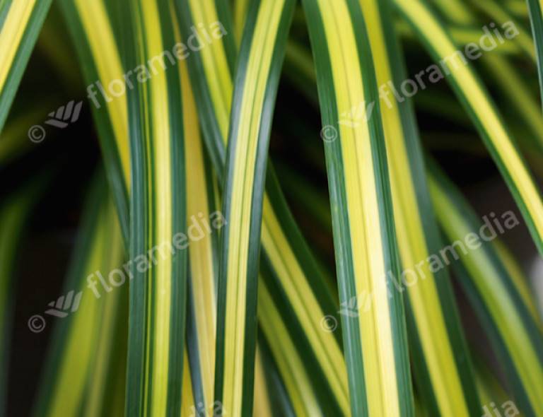 Carex oshimensis 'Eversheen'®