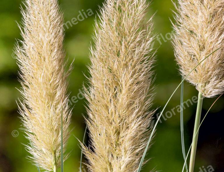 Cortaderia selloana 'Evita'®