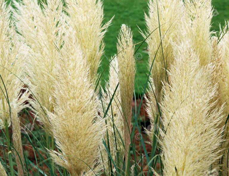 Cortaderia selloana 'Pumila'