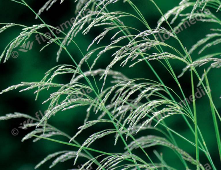 Deschampsia cespitosa 'Palava'