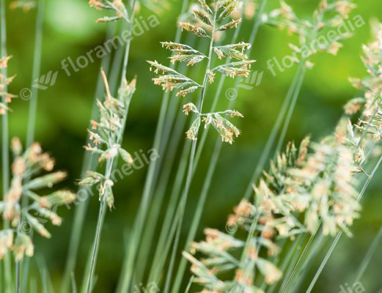 Festuca glauca 'Elijah Blue'