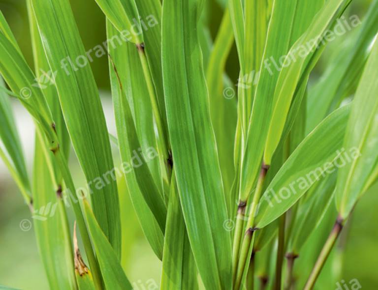 Hakonechloa macra