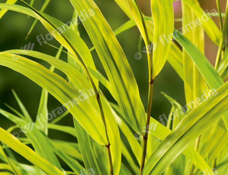 Hakonechloa macra 'Allgold'