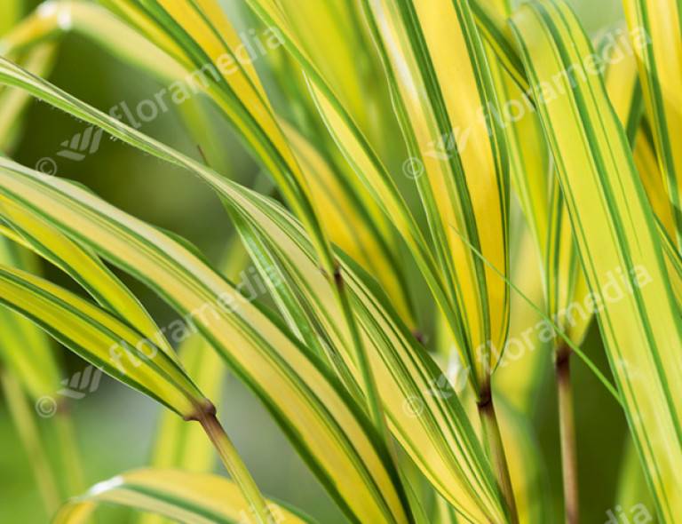 Hakonechloa macra 'Aureola'