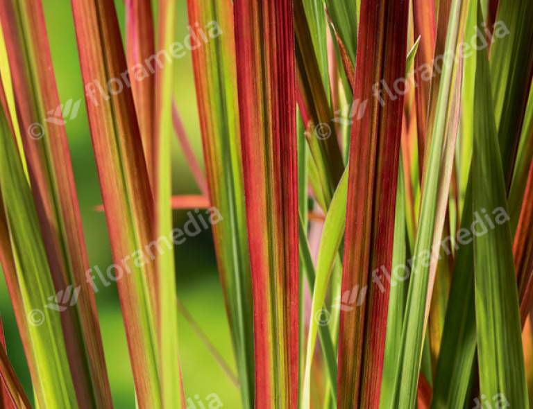 Imperata cylindrica 'Red Baron'