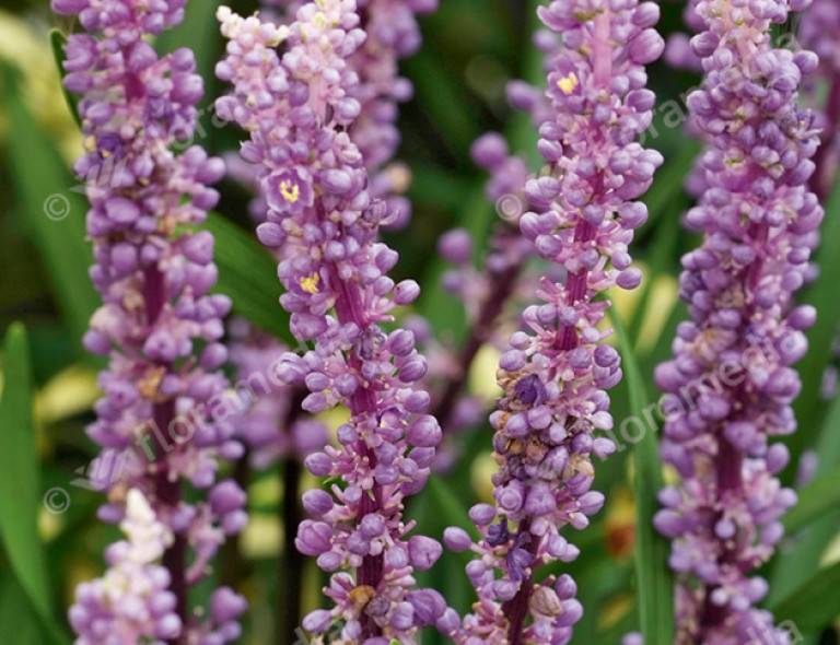 Liriope muscari 'Ingwersen'