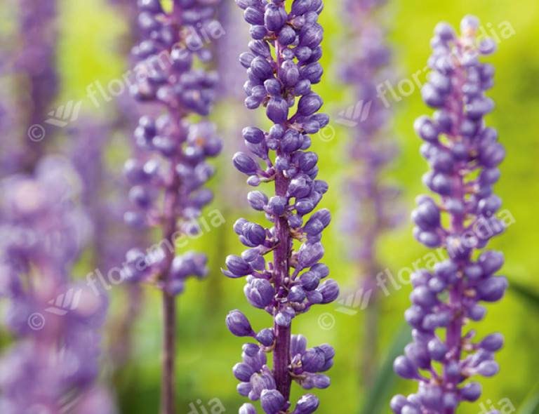 Liriope muscari 'Moneymaker'