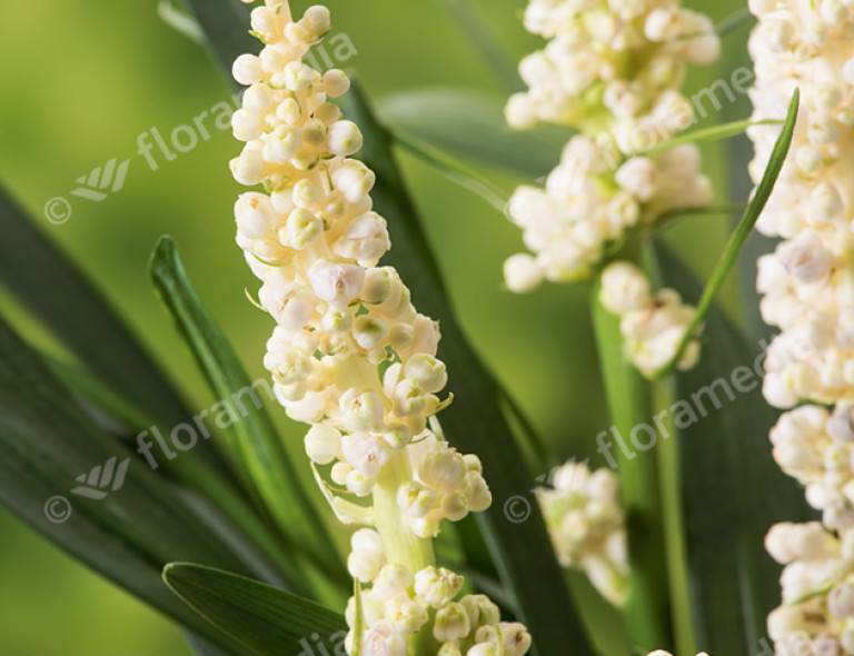 Liriope muscari 'Monroe White'