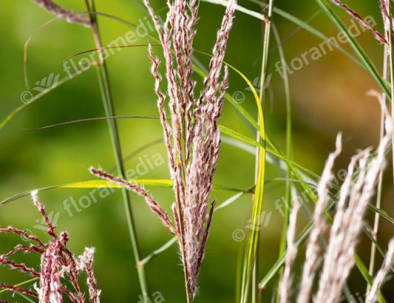 Miscanthus sinensis 'Aperitif'