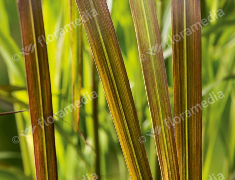 Miscanthus sinensis 'Ghana'