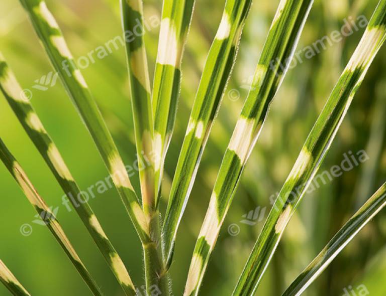 Miscanthus sinensis 'Goldbar'®