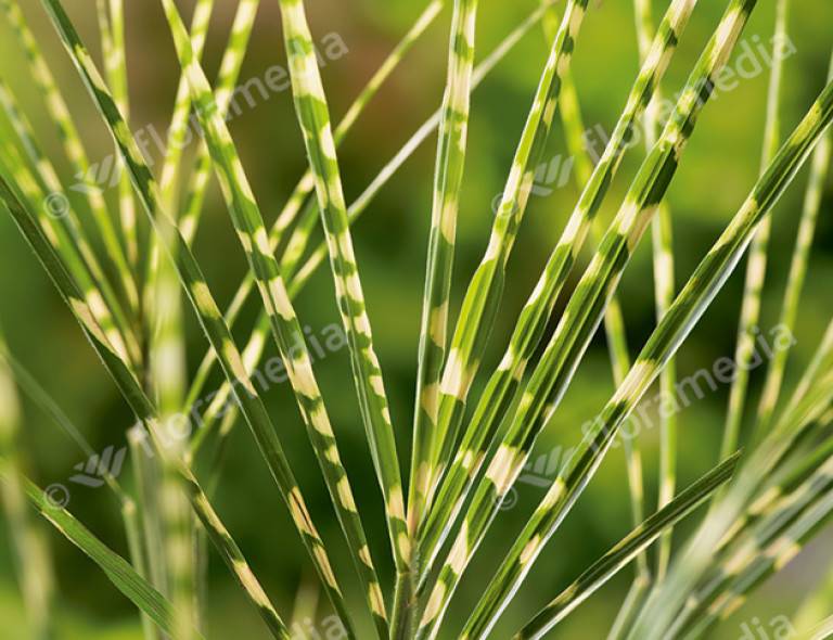 Miscanthus sinensis 'Goldbreeze'®