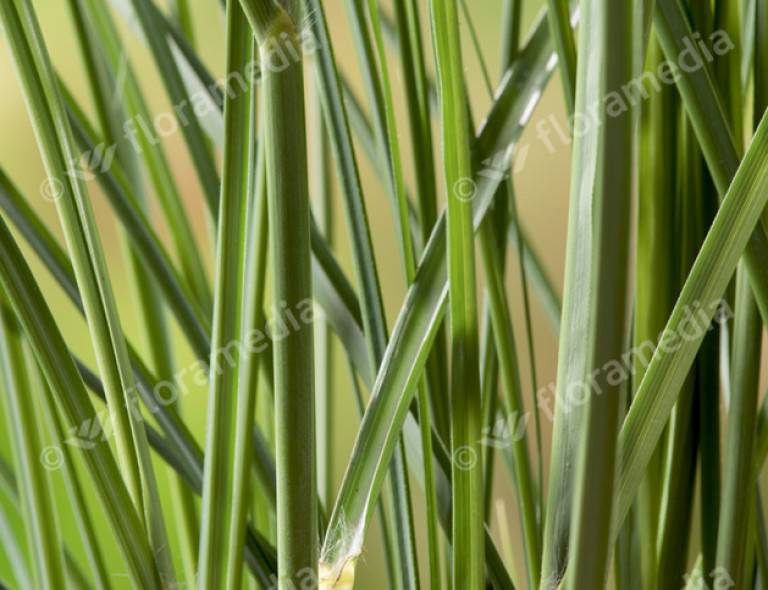 Miscanthus sinensis 'Gracillimus'